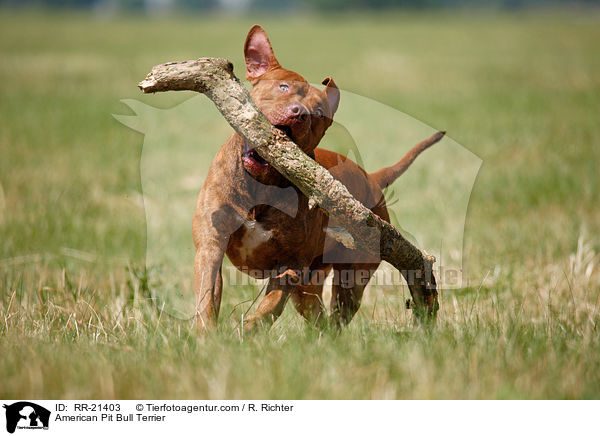 American Pit Bull Terrier / RR-21403