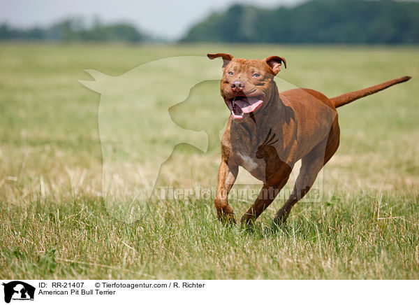 American Pit Bull Terrier / RR-21407