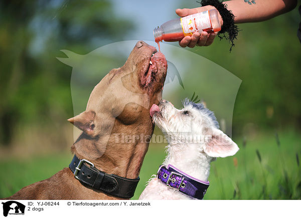 2 Hunde / 2 dogs / YJ-06244