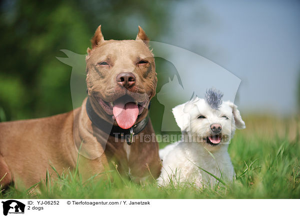 2 Hunde / 2 dogs / YJ-06252