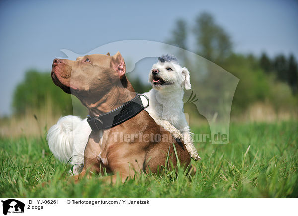 2 Hunde / 2 dogs / YJ-06261