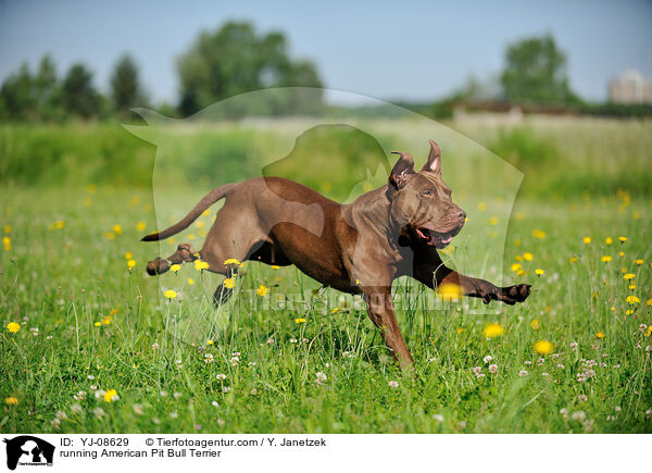 rennender American Pit Bull Terrier / running American Pit Bull Terrier / YJ-08629