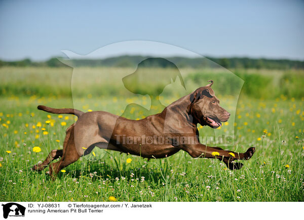 rennender American Pit Bull Terrier / running American Pit Bull Terrier / YJ-08631