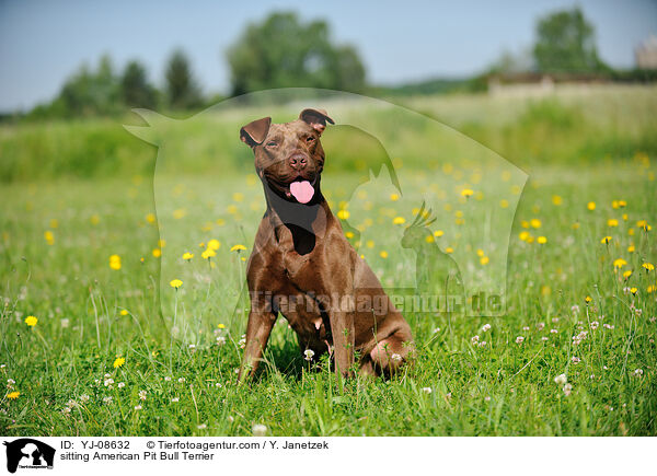 sitzender American Pit Bull Terrier / sitting American Pit Bull Terrier / YJ-08632