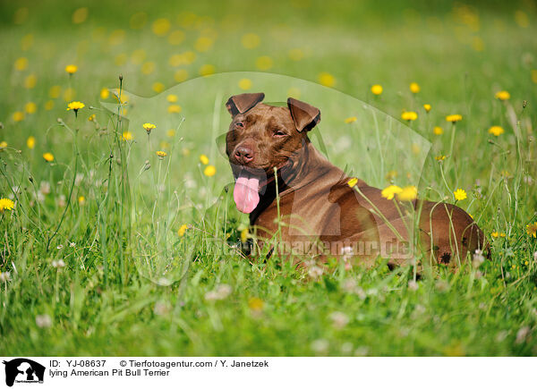 liegender American Pit Bull Terrier / lying American Pit Bull Terrier / YJ-08637
