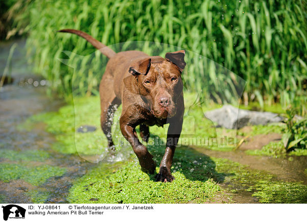 laufender American Pit Bull Terrier / walking American Pit Bull Terrier / YJ-08641