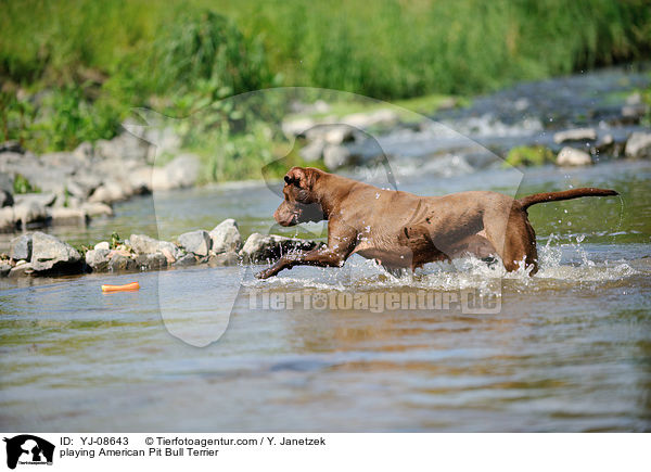 spielender American Pit Bull Terrier / playing American Pit Bull Terrier / YJ-08643