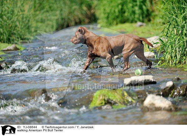 laufender American Pit Bull Terrier / walking American Pit Bull Terrier / YJ-08644