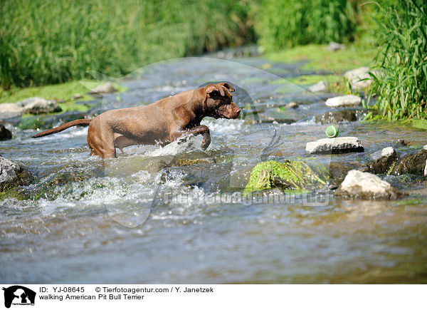 laufender American Pit Bull Terrier / walking American Pit Bull Terrier / YJ-08645