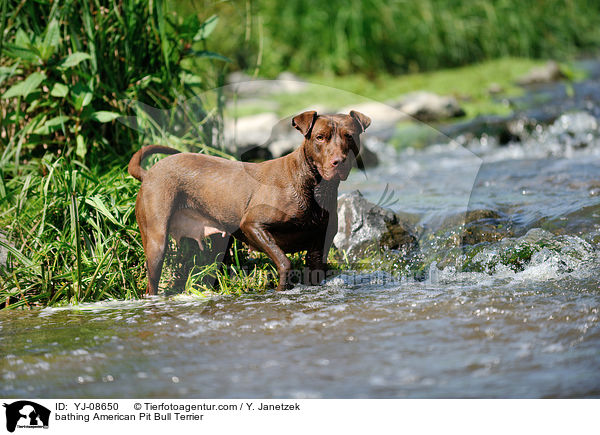 badender American Pit Bull Terrier / bathing American Pit Bull Terrier / YJ-08650