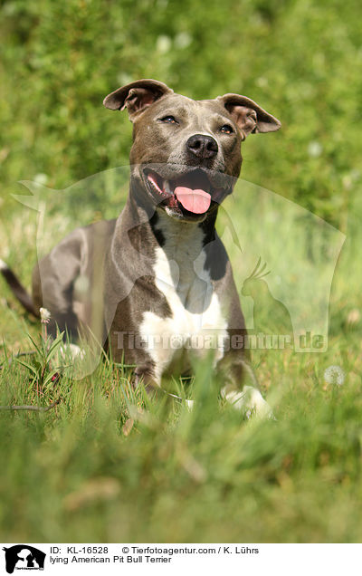 lying American Pit Bull Terrier / KL-16528