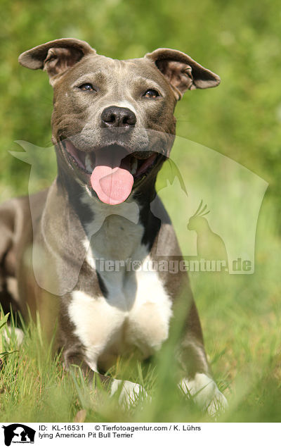 lying American Pit Bull Terrier / KL-16531