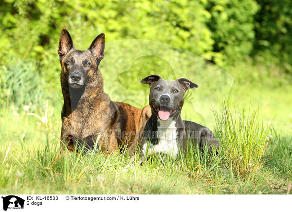 2 dogs / KL-16533