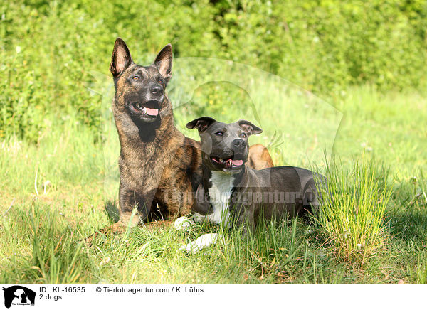 2 Hunde / 2 dogs / KL-16535