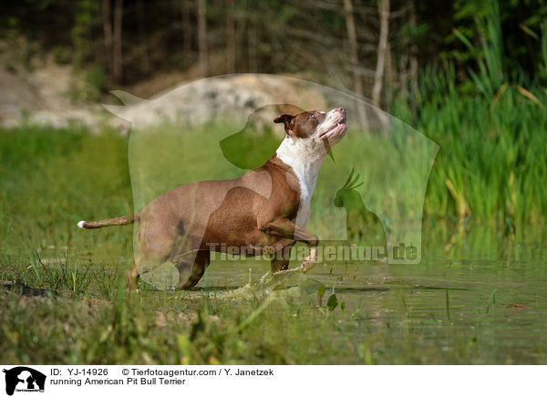 rennender American Pit Bull Terrier / running American Pit Bull Terrier / YJ-14926