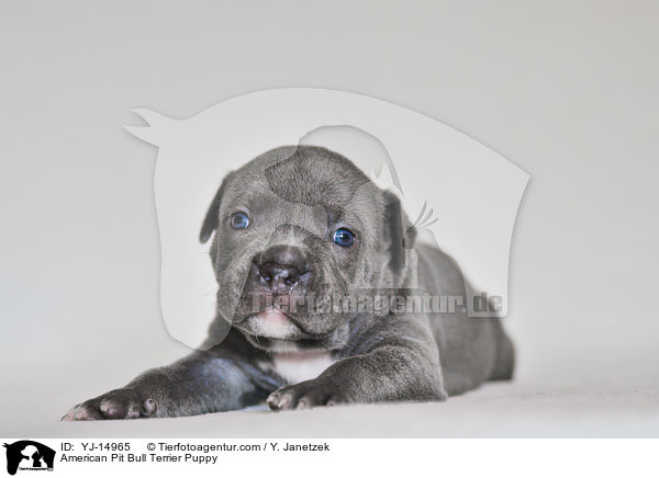 American Pit Bull Terrier Welpe / American Pit Bull Terrier Puppy / YJ-14965