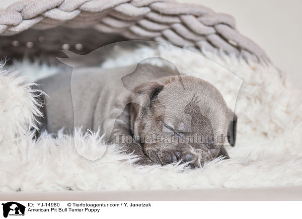 American Pit Bull Terrier Puppy / YJ-14980