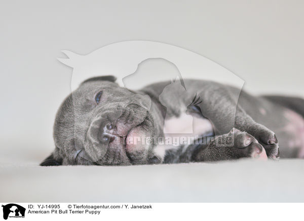 American Pit Bull Terrier Puppy / YJ-14995