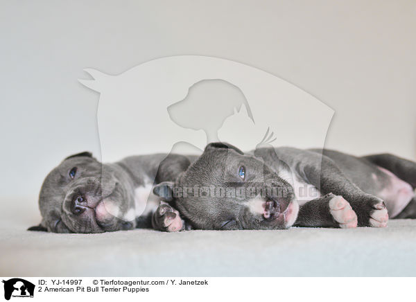 2 American Pit Bull Terrier Welpen / 2 American Pit Bull Terrier Puppies / YJ-14997