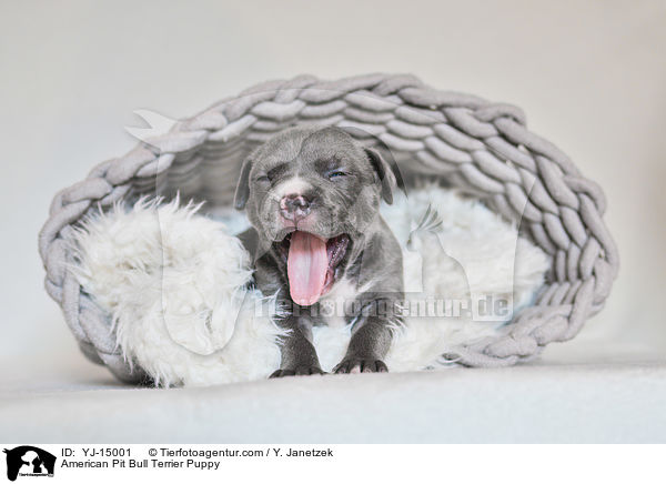 American Pit Bull Terrier Puppy / YJ-15001