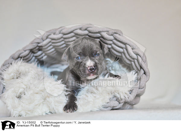 American Pit Bull Terrier Puppy / YJ-15002