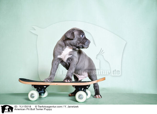 American Pit Bull Terrier Puppy / YJ-15018