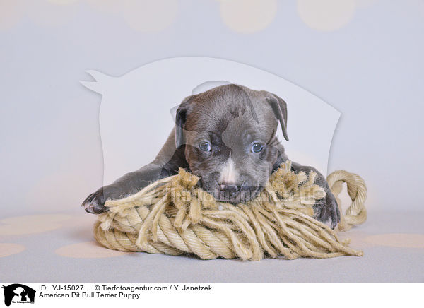 American Pit Bull Terrier Puppy / YJ-15027