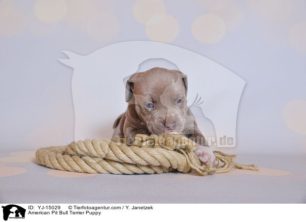 American Pit Bull Terrier Welpe / American Pit Bull Terrier Puppy / YJ-15029