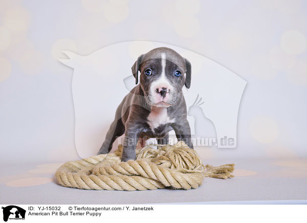 American Pit Bull Terrier Welpe / American Pit Bull Terrier Puppy / YJ-15032