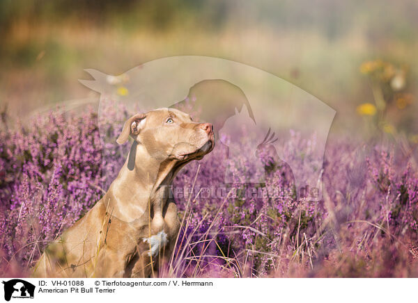American Pit Bull Terrier / American Pit Bull Terrier / VH-01088