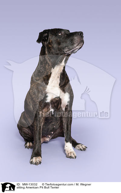 sitzender American Pit Bull Terrier / sitting American Pit Bull Terrier / MW-13032
