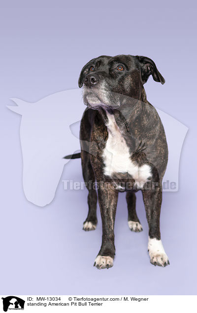 stehender American Pit Bull Terrier / standing American Pit Bull Terrier / MW-13034