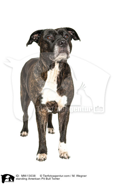 stehender American Pit Bull Terrier / standing American Pit Bull Terrier / MW-13038