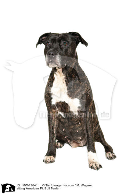 sitting American Pit Bull Terrier / MW-13041