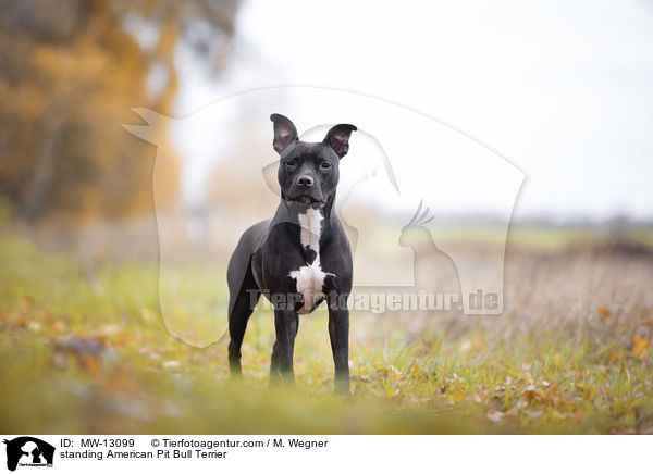 stehender American Pit Bull Terrier / standing American Pit Bull Terrier / MW-13099