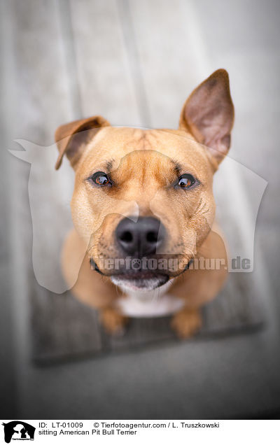 sitzender American Pit Bull Terrier / sitting American Pit Bull Terrier / LT-01009