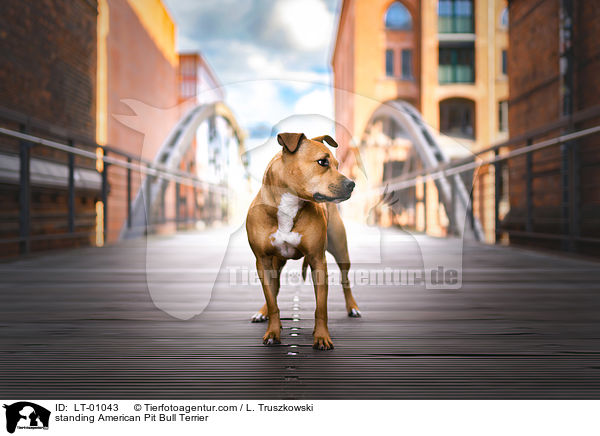 standing American Pit Bull Terrier / LT-01043
