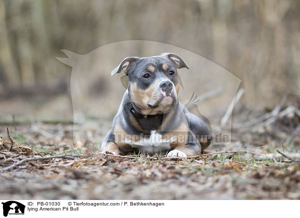 liegender American Pit Bull / lying American Pit Bull / PB-01030