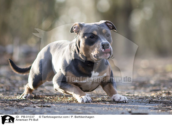 American Pit Bull / American Pit Bull / PB-01037