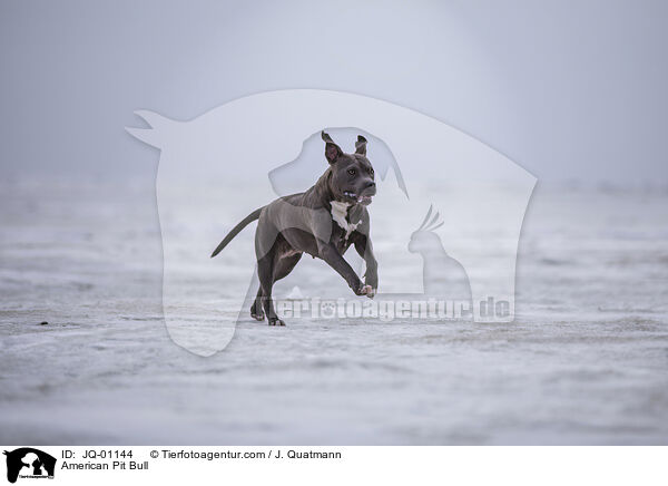 American Pit Bull / JQ-01144