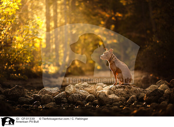 American Pit Bull / American Pit Bull / CF-01339