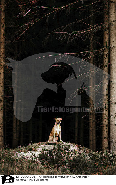 American Pit Bull Terrier / AA-01005