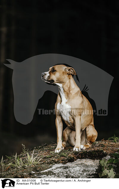 American Pit Bull Terrier / AA-01006
