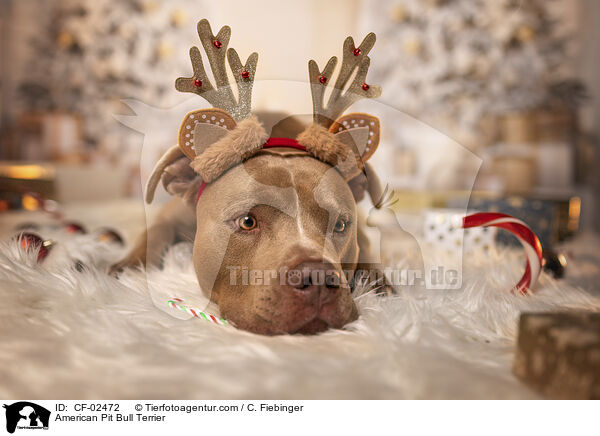 American Pit Bull Terrier / CF-02472