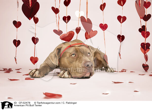 American Pit Bull Terrier / American Pit Bull Terrier / CF-02478