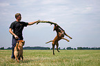 jumping american Pitbull