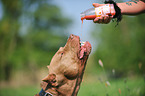drinking American Pit Bull Terrier