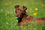 lying American Pit Bull Terrier