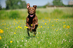 running American Pit Bull Terrier