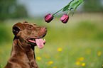 American Pit Bull Terrier Portrait